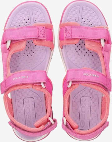 GEOX Sandalen in Roze