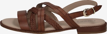 CAPRICE Sandalen met riem in Bruin