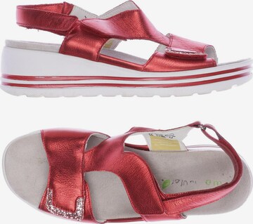 WALDLÄUFER Sandals & High-Heeled Sandals in 39 in Red: front