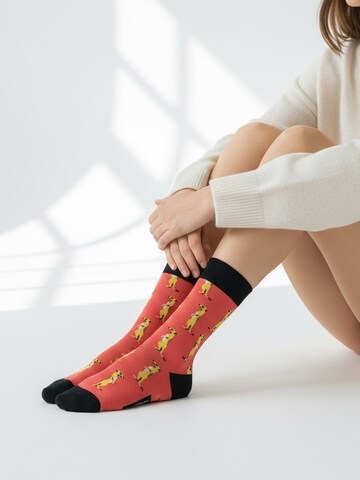 The Arctic Bay Socks 'JANGWA EDITION Gift box 4 Pack Unisex' in Mixed colours