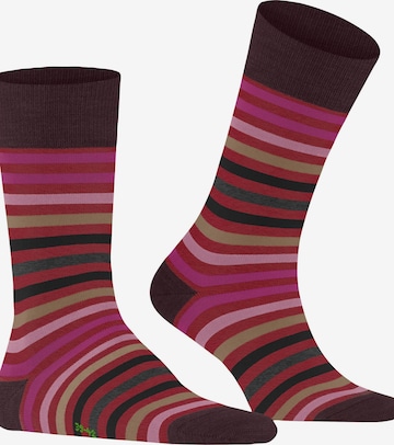 FALKE Socks 'Tinted Stripe' in Red: front