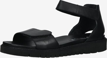 ARA Strap Sandals in Black: front