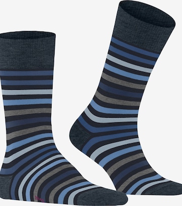 FALKE Socks 'Tinted Stripe' in Blue: front