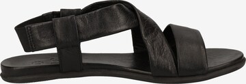 ILC Sandalen in Schwarz