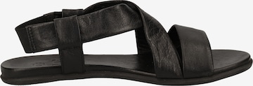 ILC Sandalen in Schwarz