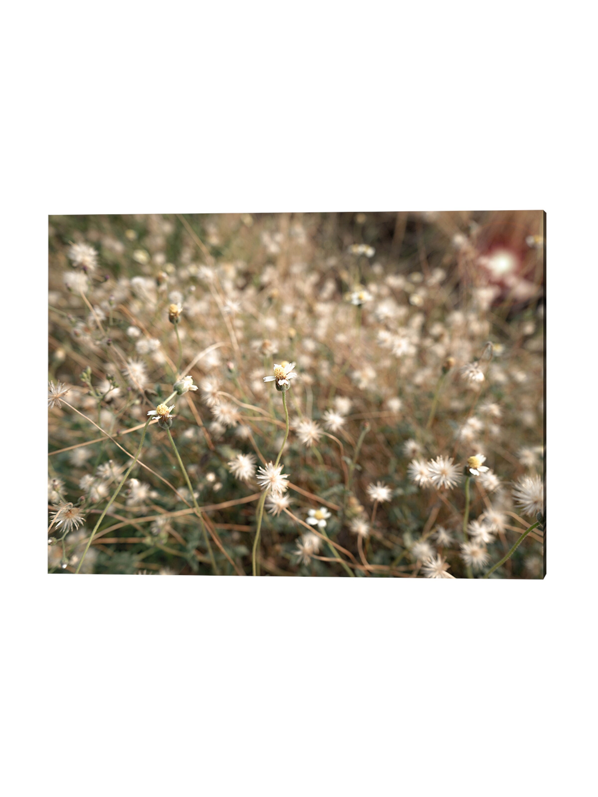 Liv Corday Bild in Grün: Vorderseite