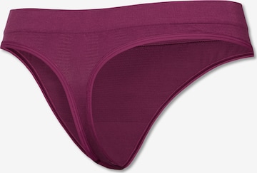 SCHIESSER Thong 'Thong' in Purple