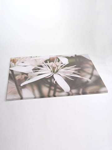 Liv Corday Bilder 'Summer Blossoming' in Weiß