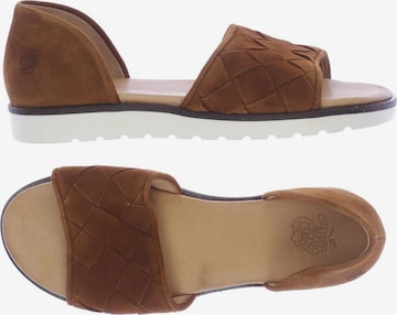 Apple of Eden Sandals & High-Heeled Sandals in 37 in Brown: front