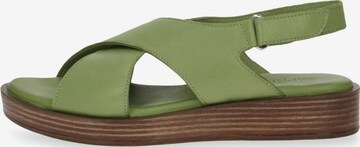 Sandalo di CAPRICE in verde