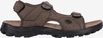 Whistler Sandals 'Hornsin' in Brown