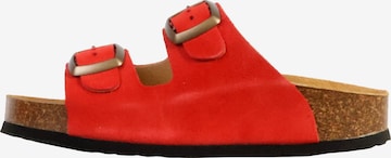 Plakton Muiltjes in Rood: voorkant