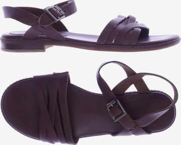 TIMBERLAND Sandals & High-Heeled Sandals in 37,5 in Brown: front