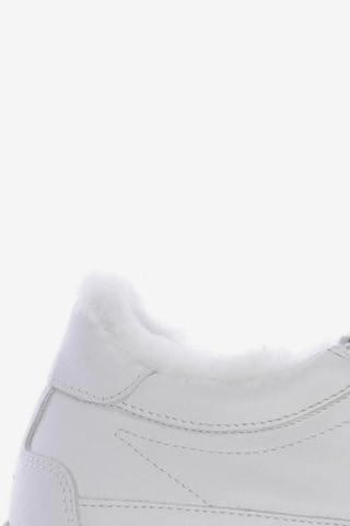 Candice Cooper Sneakers & Trainers in 39 in White