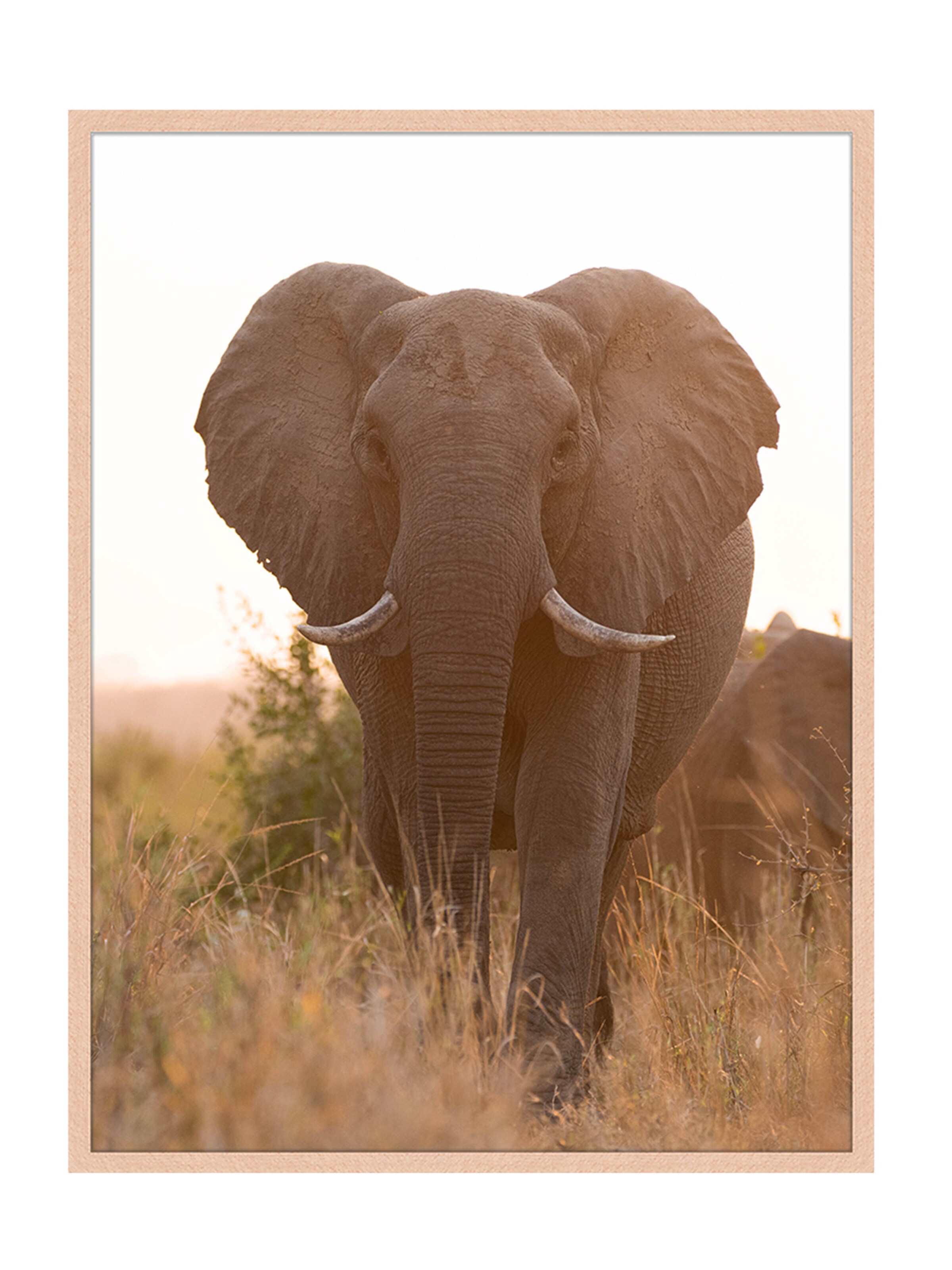 Liv Corday Bild 'Safari' in Braun: Vorderseite