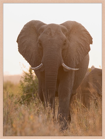 Liv Corday Image 'Safari' in Brown: front