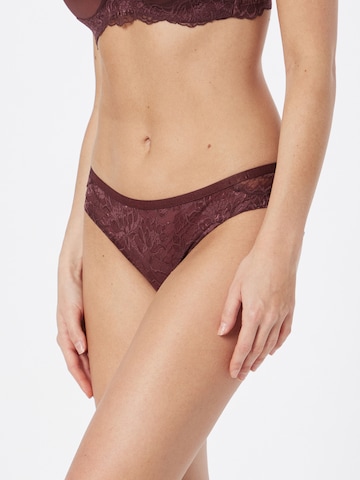 TRIUMPH Regular Panty 'Amourette Charm' in Brown: front