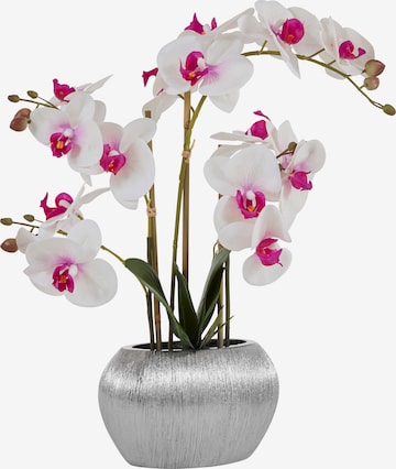 HOME AFFAIRE Artificial plants in Pink: front