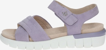 CAPRICE Sandals in Purple