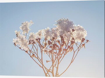 Liv Corday Bild  'Flowers and Snow' in Grau: predná strana