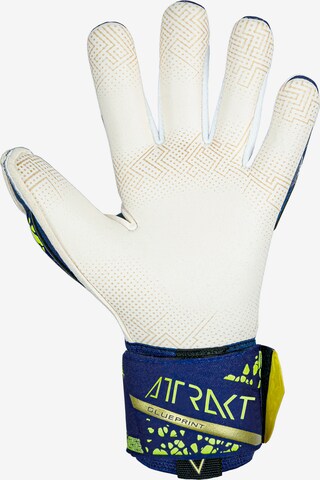 REUSCH Athletic Gloves 'Attrakt Gold X GluePrint' in Blue