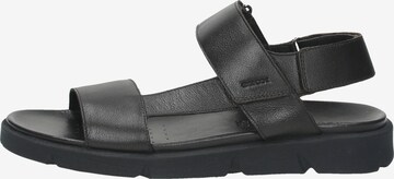 GEOX Slippers in Black