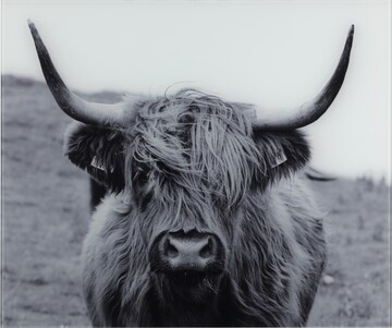 Wenko Bild 'Cattle' in Grau: predná strana