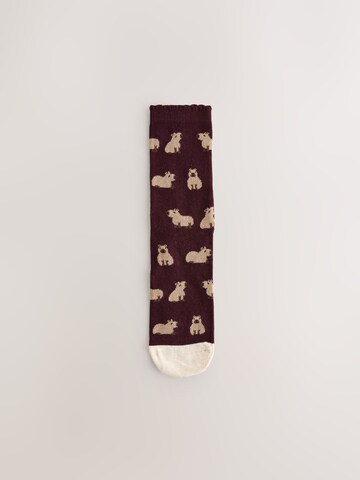 Next Socken in Beige