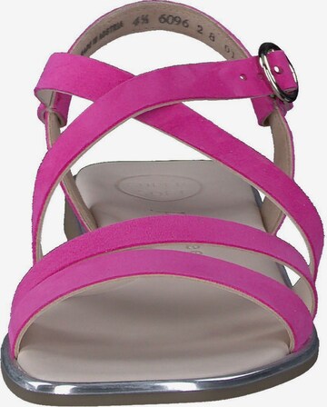 Paul Green Sandalen met riem in Roze