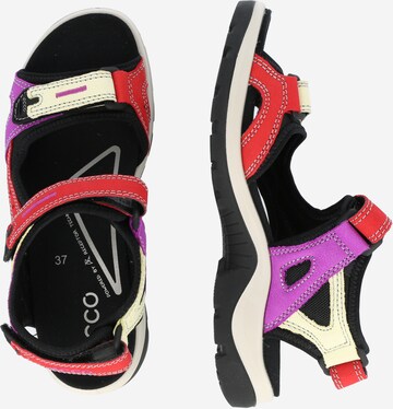 ECCO Trekking sandal 'Offroad' in Mixed colours