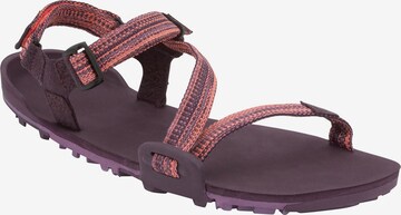 Xero Shoes Sandals 'Z-Trail EV' in Pink: front