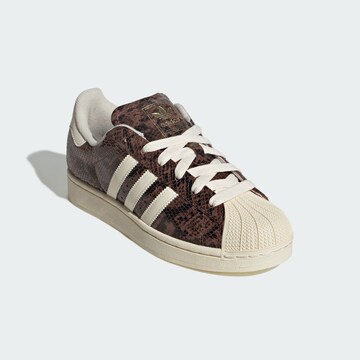 Baskets basses 'Superstar II' ADIDAS ORIGINALS en marron