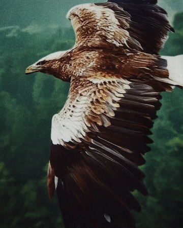 WE Fashion Тениска в зелено