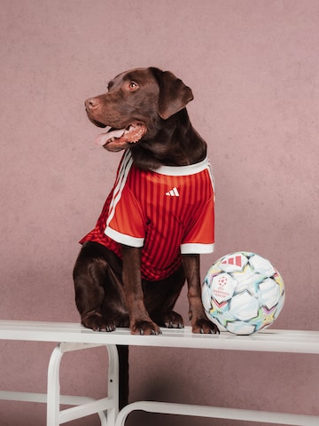 ADIDAS PERFORMANCE Pet accessories in Red: front