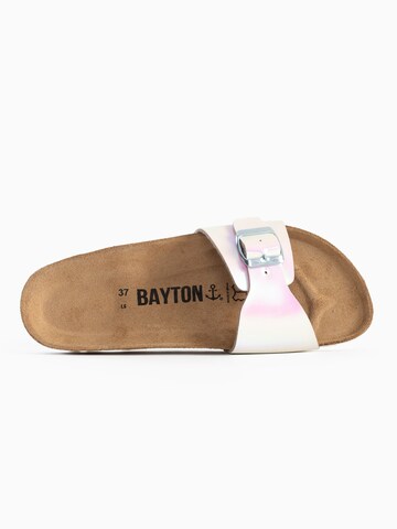 Mule 'Ballarat' Bayton en rose