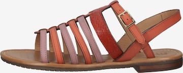 GEOX Sandalen met riem in Gemengde kleuren