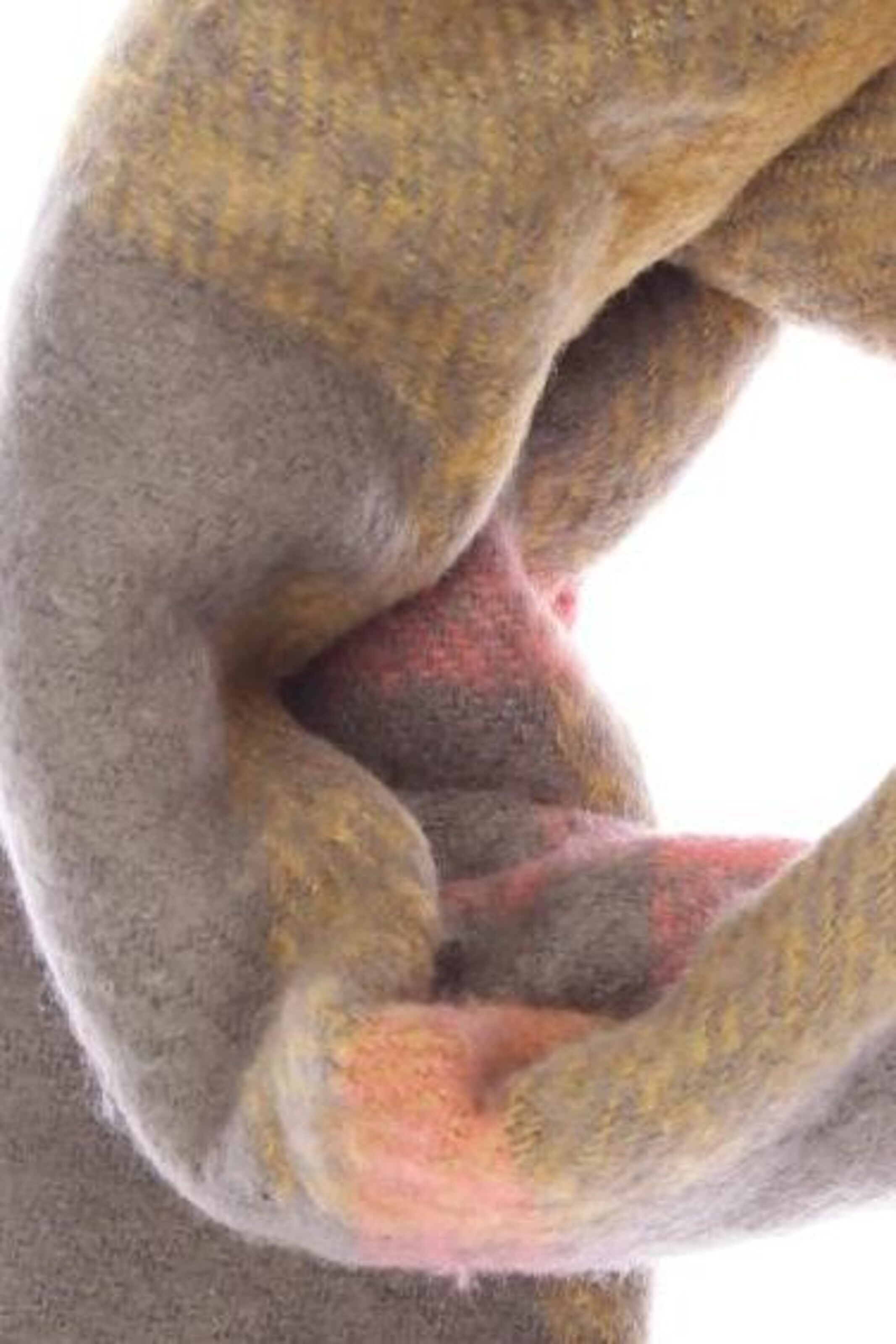 NEW LOOK Schal oder Tuch One Size in Braun