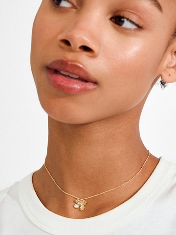 zelts Pilgrim Ķēdīte 'Ajani'