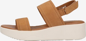 GEOX Sandalen met riem in Bruin