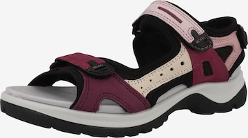Sandales de randonnée 'Offroad' ECCO en rose : devant