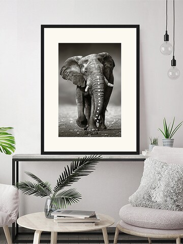 Liv Corday Bild  'African Elephant' in Schwarz