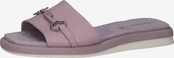 CAPRICE Mules in Purple: front