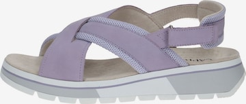 CAPRICE Sandals in Purple