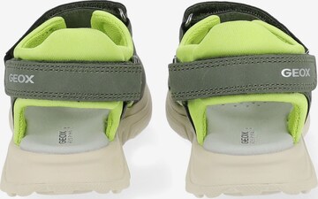 GEOX Sandals & Slippers in Green