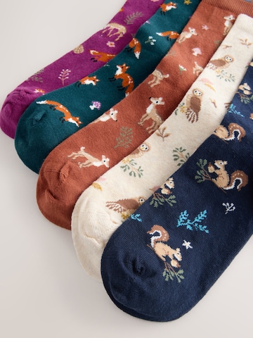 Next Socks in Mixed colours