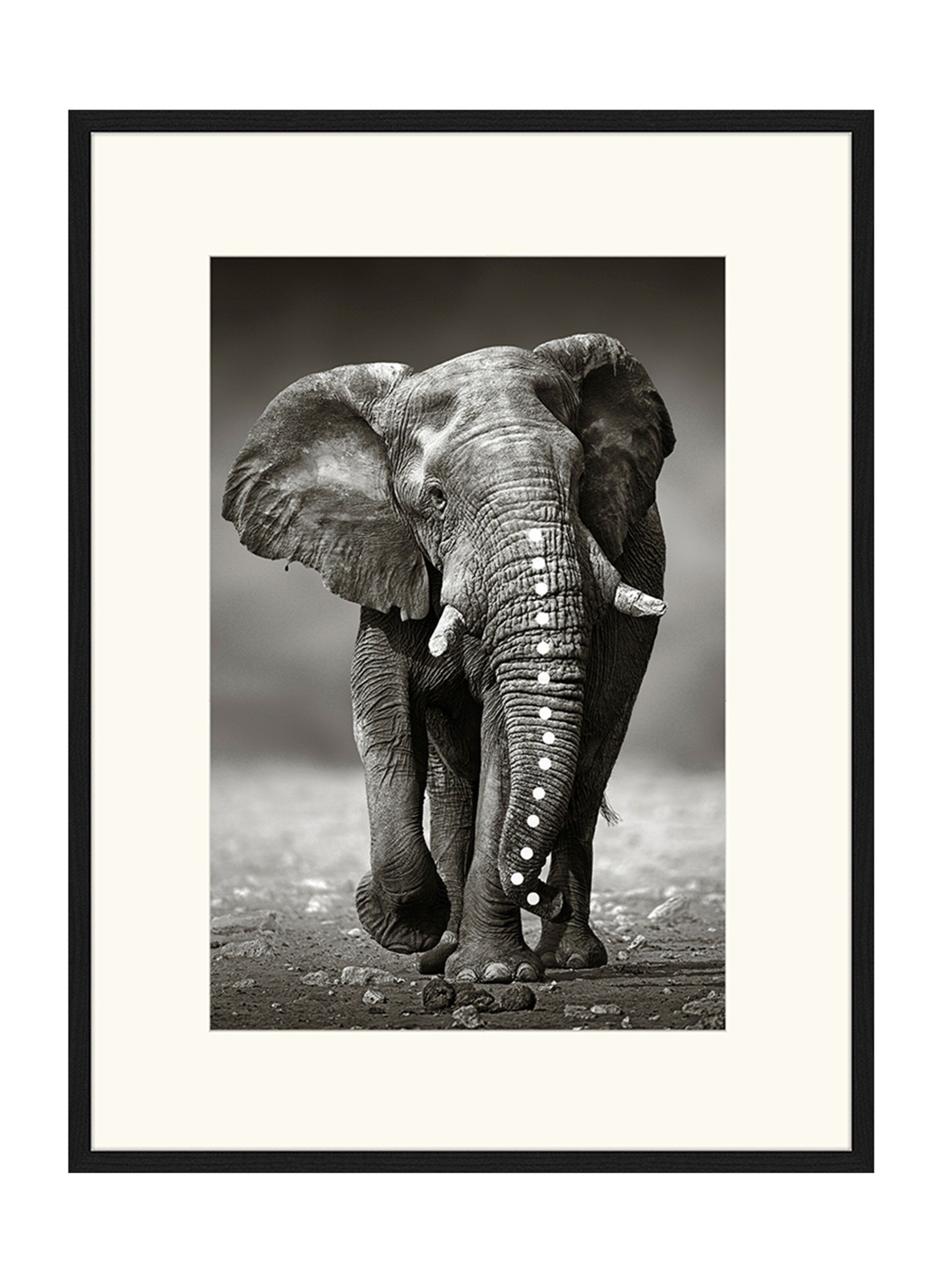 Liv Corday Image 'African Elephant' in Black: front