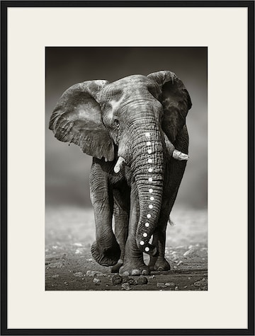 Liv Corday Image 'African Elephant' in Black: front