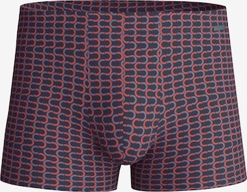 CALIDA Boxer shorts 'Grafic Cotton' in Grey: front