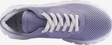 D.MoRo Shoes Sneakers in Purple