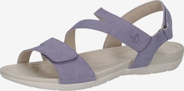 CAPRICE Sandalen met riem in Lila: voorkant